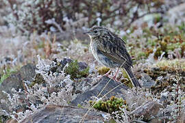 Puna Pipit