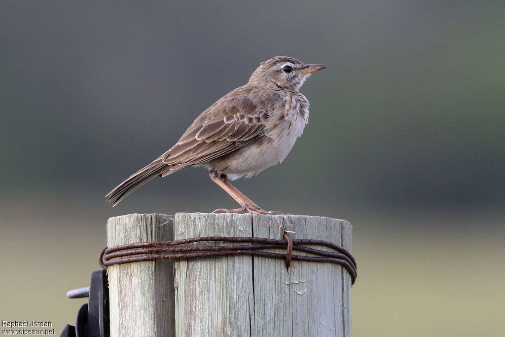 Pipit de Melindaadulte, identification