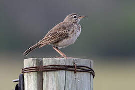 Malindi Pipit