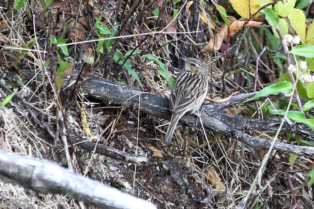 Nilgiri Pipitadult