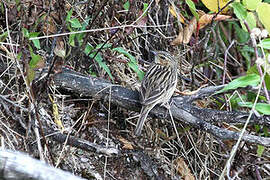 Nilgiri Pipit