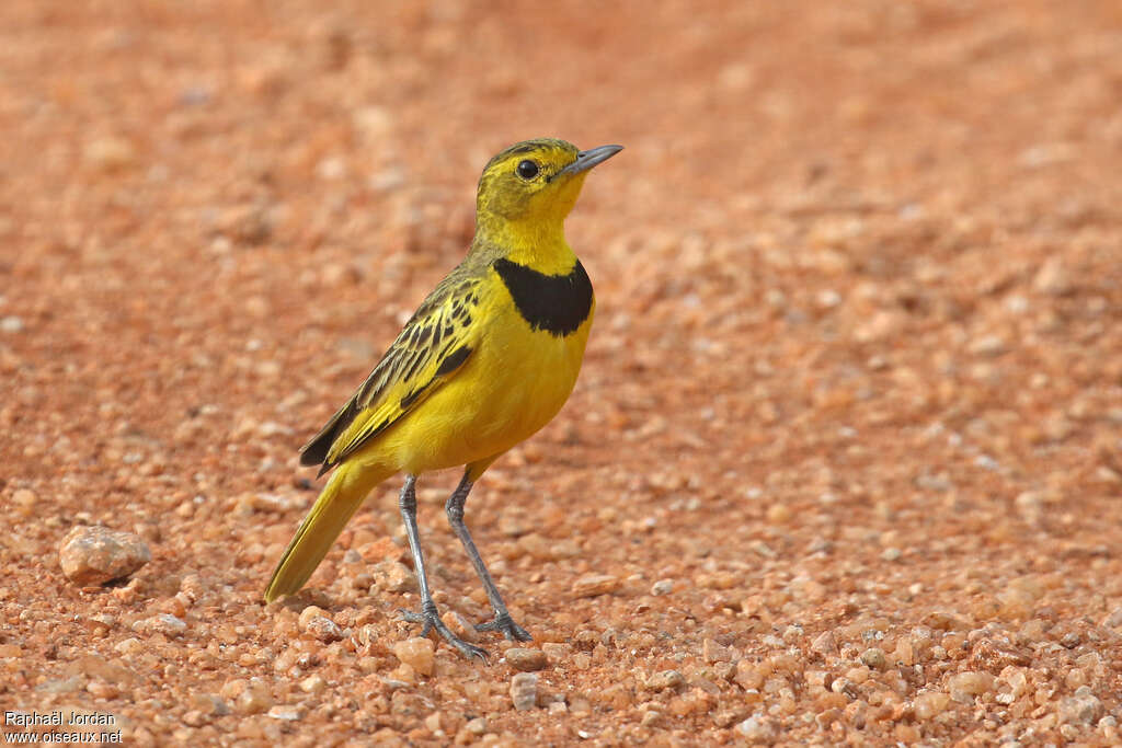 Golden Pipit male adult breeding, identification