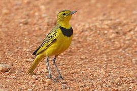 Golden Pipit