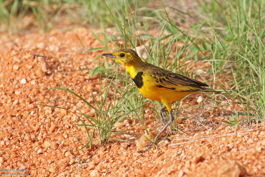 Golden Pipit male adult breeding, identification