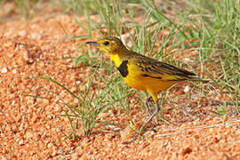 Golden Pipit