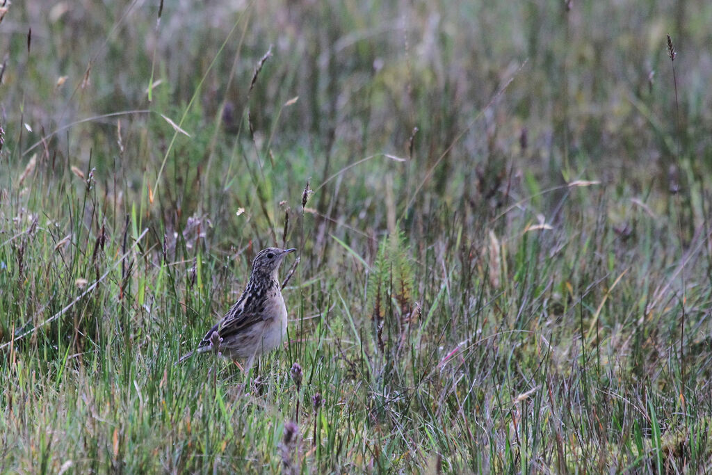 Paramo Pipitadult