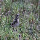 Pipit du paramo