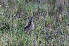 Paramo Pipit