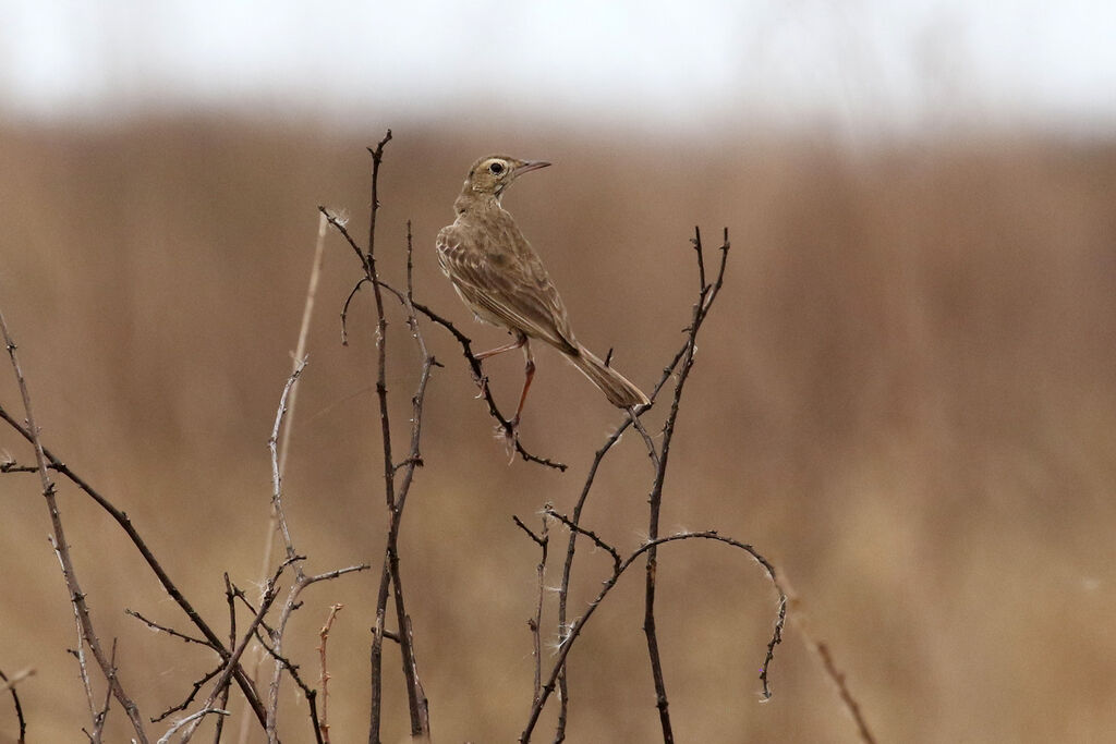 Pipit du Vaal