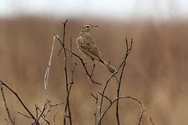 Buffy Pipit