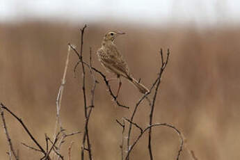 Pipit du Vaal