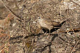 Pipit montagnard