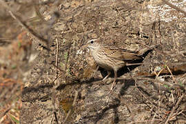 Upland Pipit