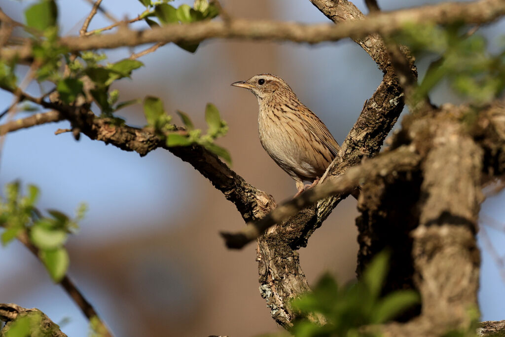 Pipit montagnardadulte