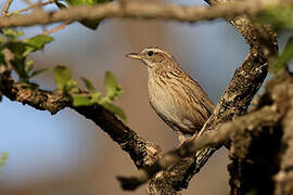 Upland Pipit