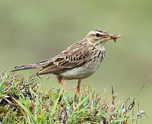 Paddyfield Pipit