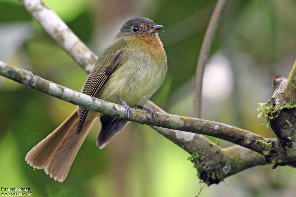Rufous-breasted Flycatcheradult, pigmentation