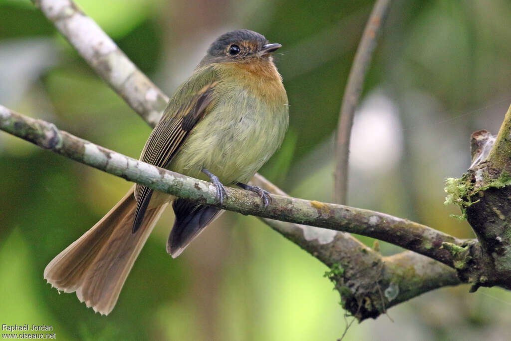 Rufous-breasted Flycatcheradult, pigmentation