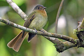 Rufous-breasted Flycatcher