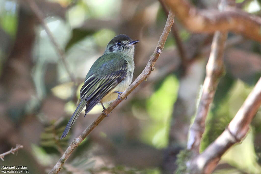 Pipromorphe à tête brune, identification