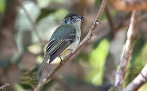 Sepia-capped Flycatcher