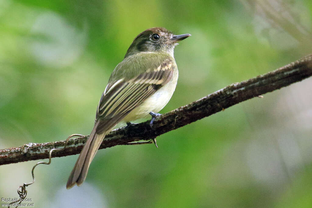 Sepia-capped Flycatcheradult, identification