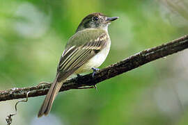 Sepia-capped Flycatcher