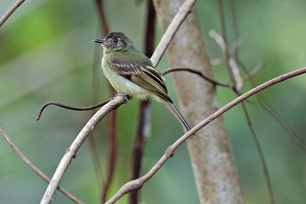 Pipromorphe à tête brune