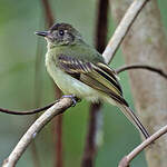 Pipromorphe à tête brune