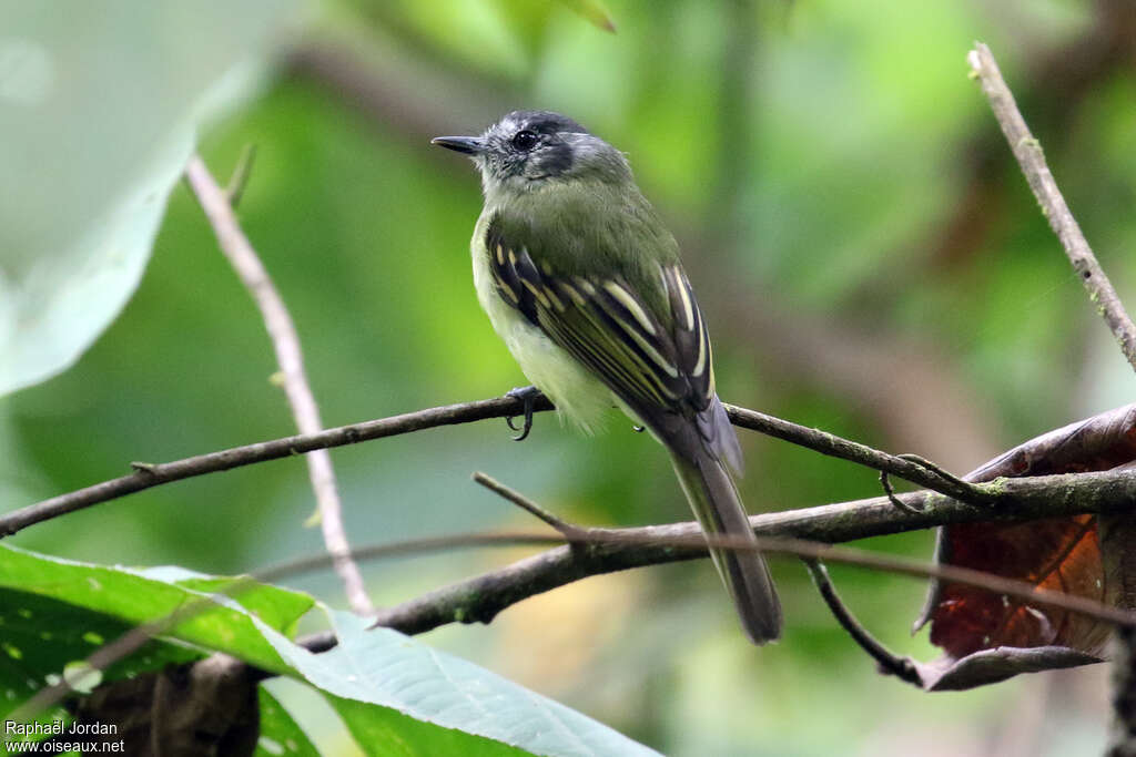 Slaty-capped Flycatcheradult, identification