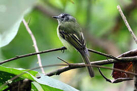 Slaty-capped Flycatcher