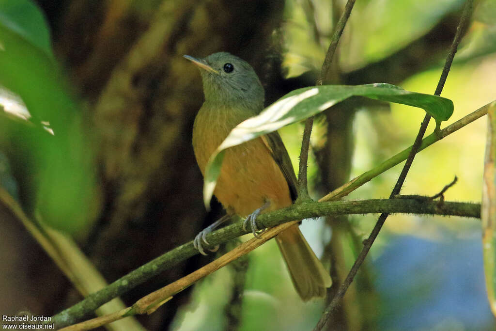 Grey-hooded Flycatcher