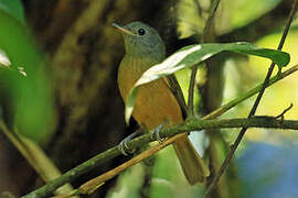 Grey-hooded Flycatcher