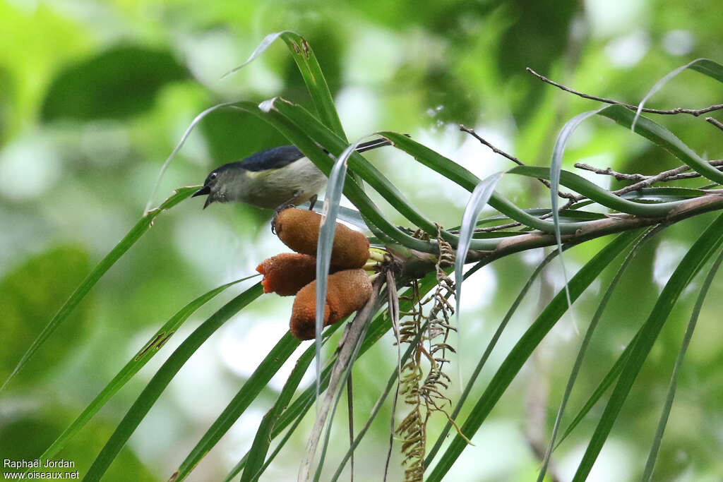 Mid-mountain Berrypecker male adult, identification