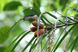 Mid-mountain Berrypecker