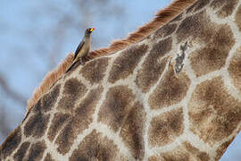 Yellow-billed Oxpecker