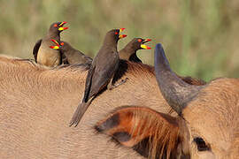 Yellow-billed Oxpecker