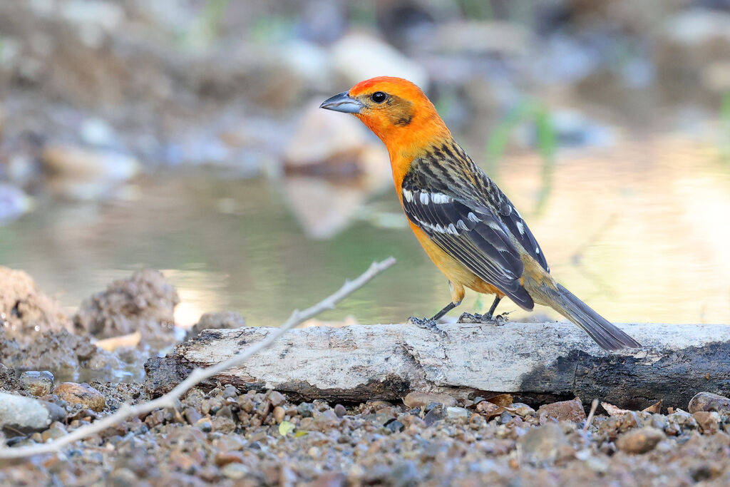 Flame-colored Tanager male, adult
