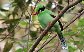 Bornean Green Magpie