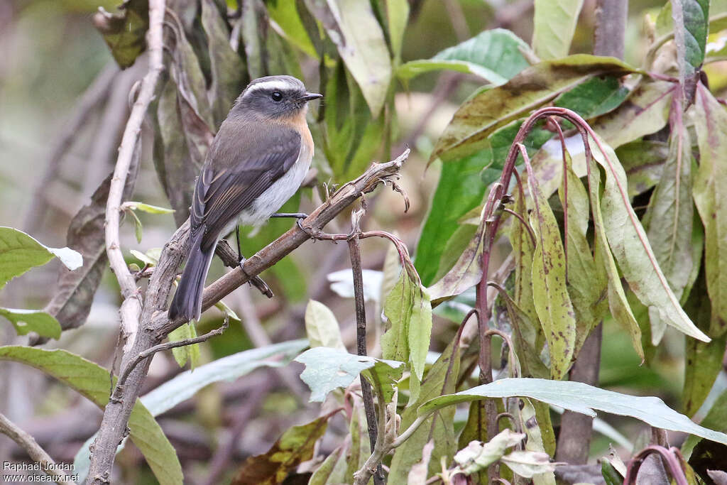 Pitajo à poitrine rousseadulte, identification