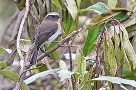 Rufous-breasted Chat-Tyrant