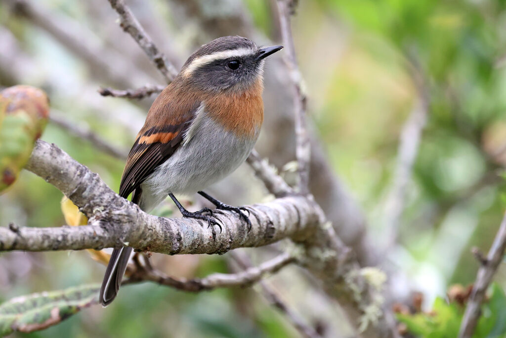 Pitajo à poitrine rousse