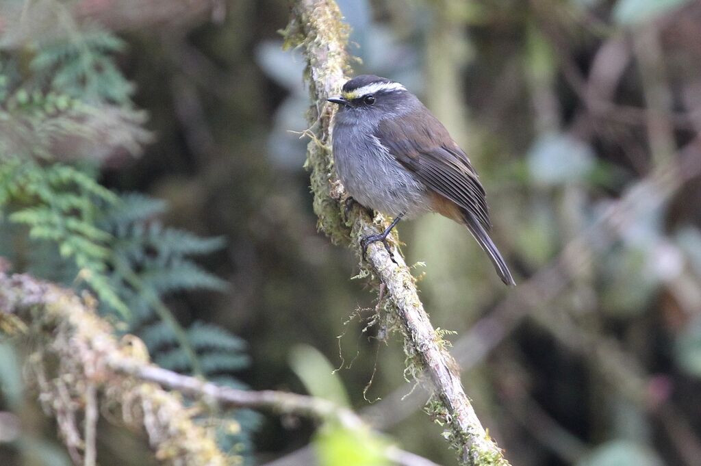 Crowned Chat-Tyrantadult