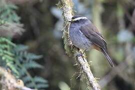 Crowned Chat-Tyrant