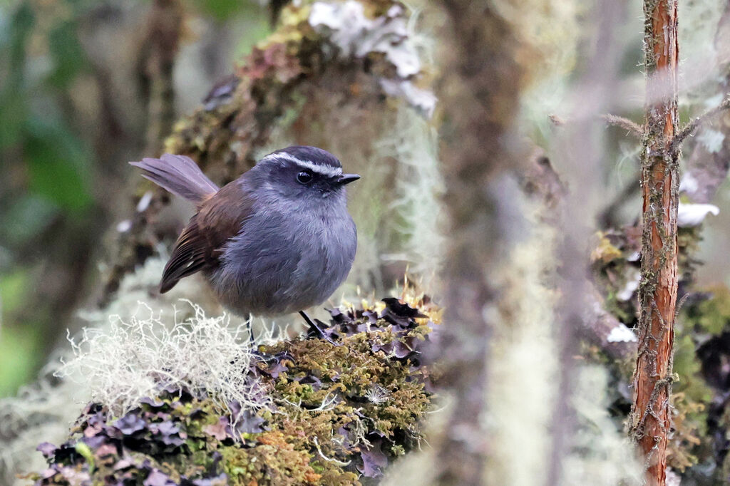 Crowned Chat-Tyrant