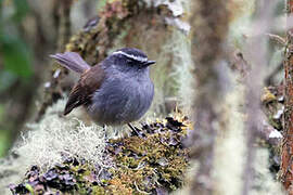 Crowned Chat-Tyrant