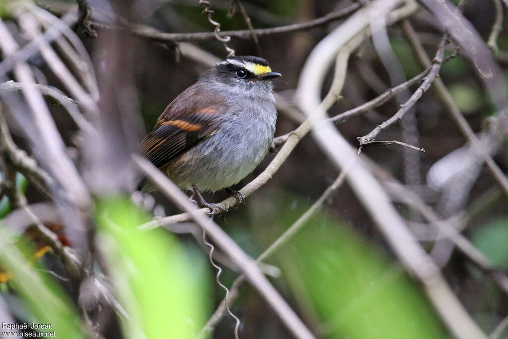 Pitajo de Jelskiadulte, identification