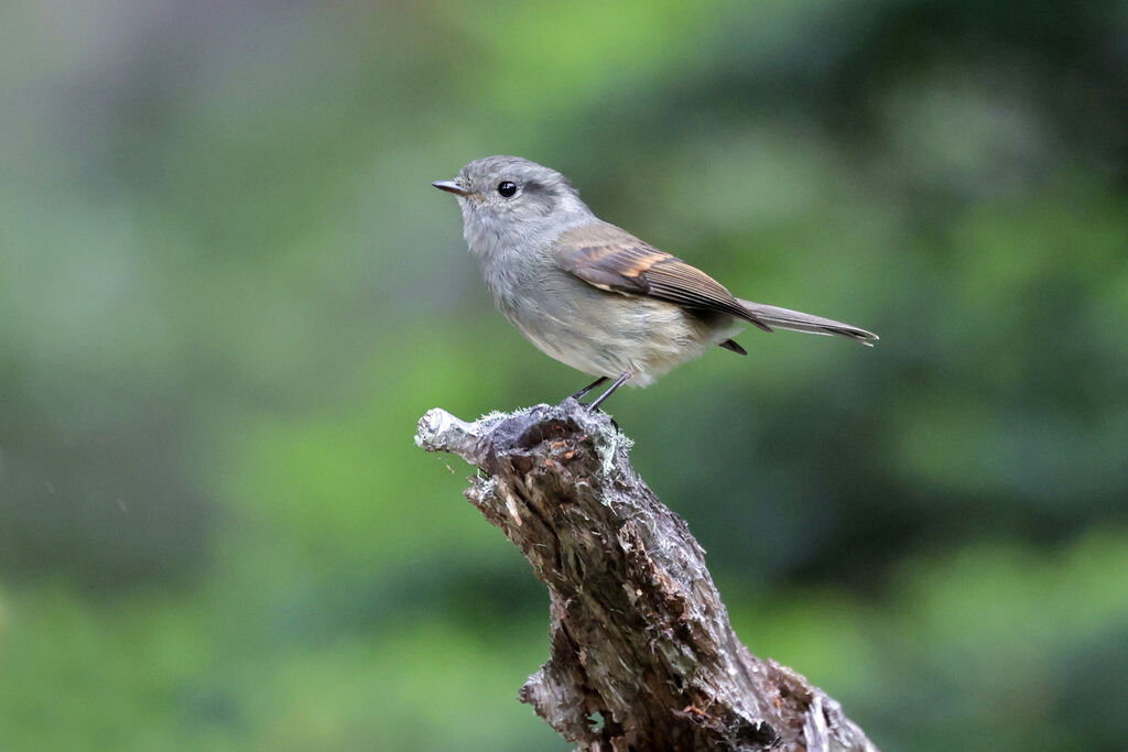 Patagonian Tyrantadult