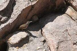 Sandstone Shrikethrush