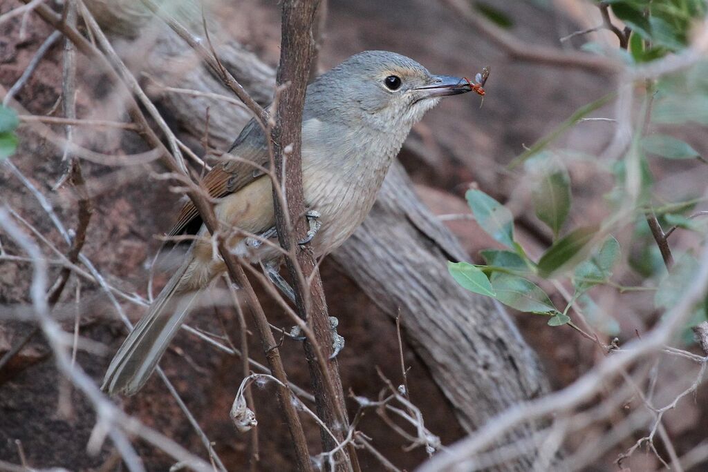 Pitohui grisadulte